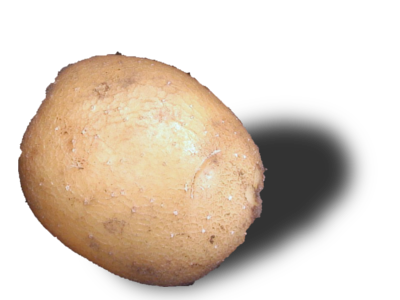 Eine wundersch&ouml;ne, ungesch&auml;lte Kartoffel.